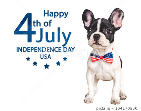 Happy Independence Day. American Flag and cute brown puppy 104170830