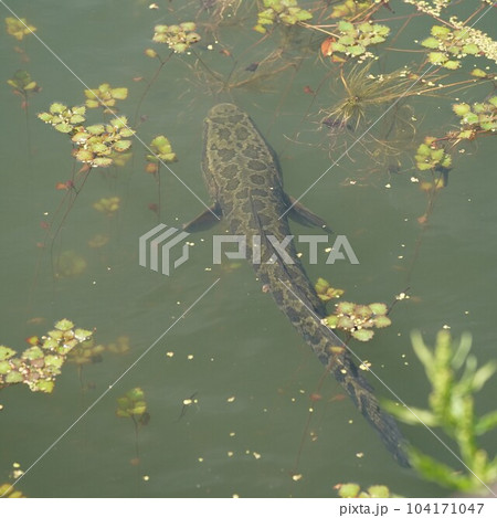 お堀の水草に潜むライギョ お堀の水草に潜むライギョ 104171047