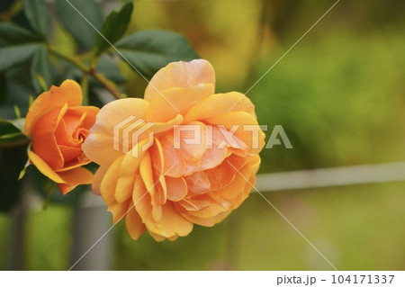 薔薇 104171337