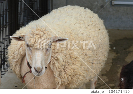 ヒツジ　羊　綿羊　家畜 104171419