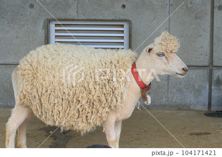 ヒツジ 羊 綿羊 家畜 ヒツジ 羊 綿羊 家畜 104171421