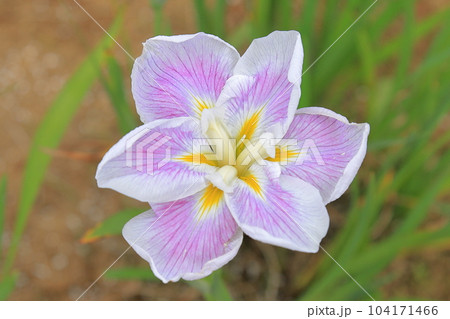 あやめ あやめ 104171466