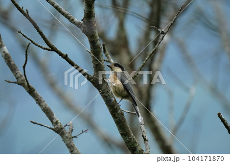 エサが上手く取れず途方に暮れる感じのヤマガラ幼鳥 エサが上手く取れず途方に暮れる感じのヤマガラ幼鳥 104171870