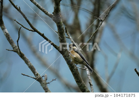 エサが上手く取れず途方に暮れる感じのヤマガラ幼鳥 エサが上手く取れず途方に暮れる感じのヤマガラ幼鳥 104171875
