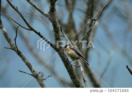 エサが上手く取れず途方に暮れる感じのヤマガラ幼鳥 エサが上手く取れず途方に暮れる感じのヤマガラ幼鳥 104171880