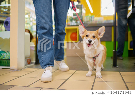 Shopping at pet shop, closeup view on corgi dog on leash Shopping at pet shop, closeup view on corgi dog on leash 104171943