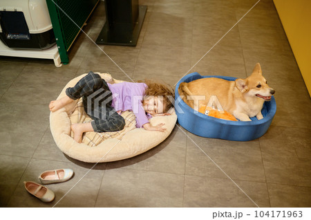 Cute little child and corgi dog testing new bed at pet shop Cute little child and corgi dog testing new bed at pet shop 104171963