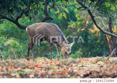 奈良公園、紅葉の中の鹿 奈良公園、紅葉の中の鹿 104172094