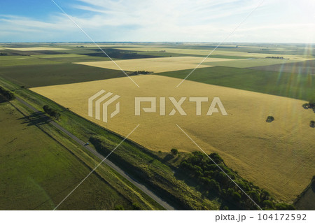 Wheat field ready to harvest, in the Pampas plain, La Pampa, Argentina. Wheat field ready to harvest, in the Pampas plain, La Pampa, Argentina. 104172592