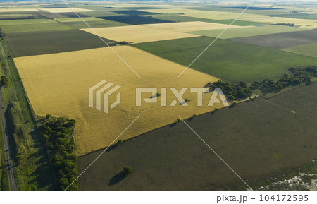 Wheat field ready to harvest, in the Pampas plain, La Pampa, Argentina. Wheat field ready to harvest, in the Pampas plain, La Pampa, Argentina. 104172595