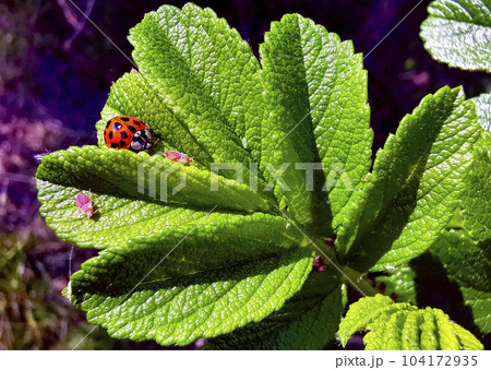 macro micro world 004 macro micro world 004 104172935