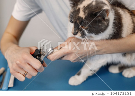 Cropped photo of a little cat's paw. Cat getting procedure at the groomer salon. Cat is getting trimmed the nails. Cropped photo of a little cat's paw. Cat getting procedure at the groomer salon. Cat is getting trimmed the nails. 104173151