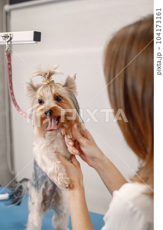 Yorkshire terrier getting procedure at the groomer salon. Cropped photo of a little dog. Yorkshire terrier puppy getting haircut. Yorkshire terrier getting procedure at the groomer salon. Cropped photo of a little dog. Yorkshire terrier puppy getting haircut. 104173161