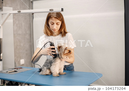 Yorkshire terrier getting procedure at the groomer salon. Young woman in white t-shirt trimming a little dog. Yorkshire terrier puppy getting haircut with a shaving machine. Yorkshire terrier getting procedure at the groomer salon. Young woman in white t-shirt trimming a little dog. Yorkshire terrier puppy getting haircut with a shaving machine. 104173204