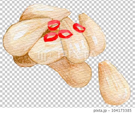 水彩イラスト 手描きイラスト らっきょう 水彩イラスト 手描きイラスト らっきょう 104173385