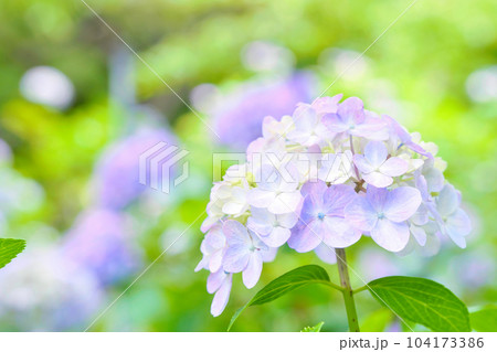 花畑に咲く爽やかな印象の紫陽花 花畑に咲く爽やかな印象の紫陽花 104173386