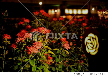 【大阪】中之島バラ園、都会のビルが建つ中で可憐に美しく咲いていました。 104173416