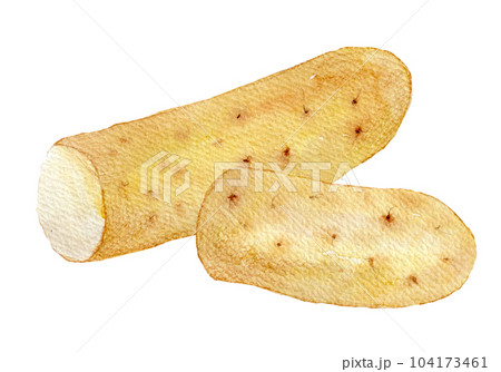 水彩イラスト 手描きイラスト 長芋 水彩イラスト 手描きイラスト 長芋 104173461