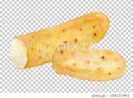 水彩イラスト 手描きイラスト 長芋 水彩イラスト 手描きイラスト 長芋 104173461