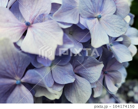梅雨を彩る紫陽花 104174150