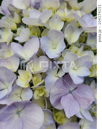 梅雨を彩る紫陽花 104174151