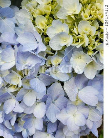 梅雨を彩る紫陽花 104174152