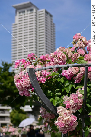 【大阪】中之島バラ園、都会のビルが建つ中で可憐に美しく青空に映えていました。 【大阪】中之島バラ園、都会のビルが建つ中で可憐に美しく青空に映えていました。 104174164