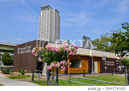 【大阪】中之島バラ園、都会のビルが建つ中で可憐に美しく青空に映えていました。 【大阪】中之島バラ園、都会のビルが建つ中で可憐に美しく青空に映えていました。 104174165
