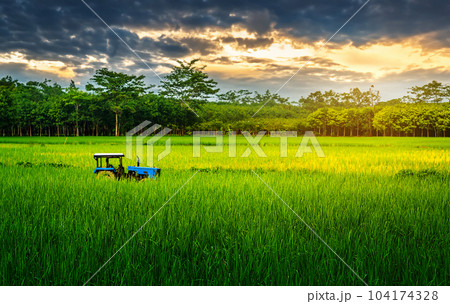 Rice field rural with tractor in colorful of cloud sky sunset and sunlight in twilight 104174328