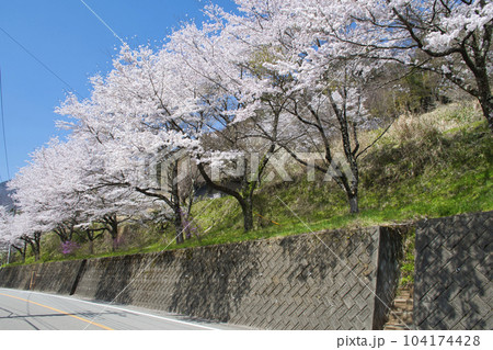 【山梨県道志村】道志みちの桜 【山梨県道志村】道志みちの桜 104174428