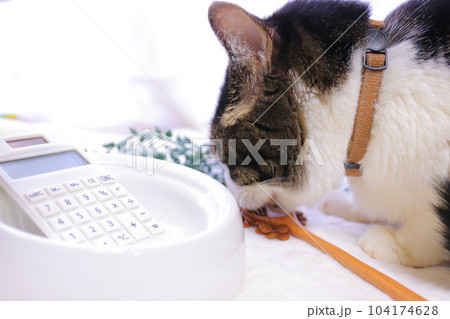 ペットフード 食べる 猫 ペットフード 食べる 猫 104174628