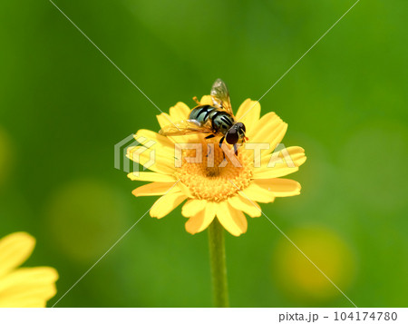 ルリハナアブ 104174780