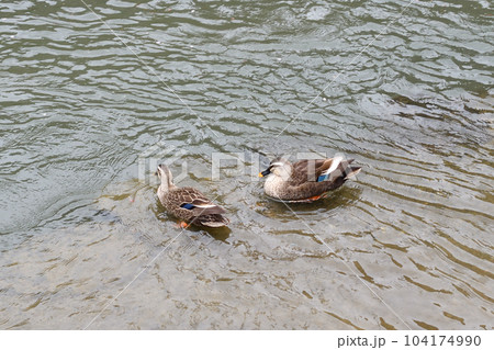 小川の水面を気持ち良さそうにスイスイと泳ぐ二羽のカモ 104174990