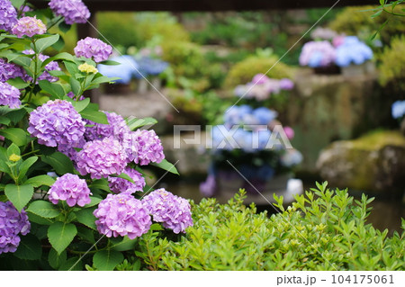 雨引観音の紫陽花 104175061