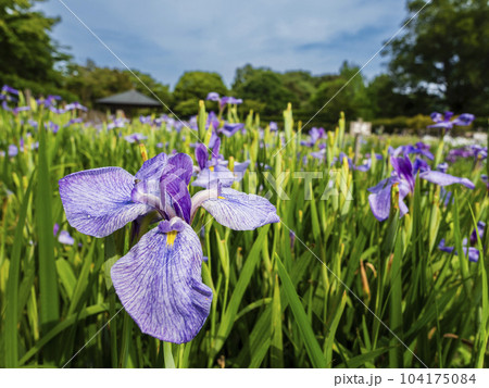 紫色の花菖蒲がきれいに咲く公園 104175084