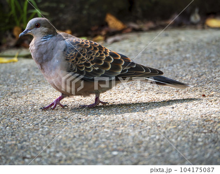 ご機嫌で餌を探し回る鳩くん 104175087