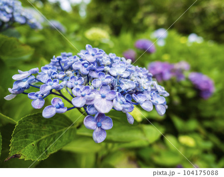 あじさゐ園のかわいい紫陽花 104175088
