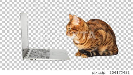 Side view of a ginger bengal cat looking at a laptop screen Side view of a ginger bengal cat looking at a laptop screen 104175451