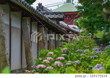 性海寺、満開のあじさい〈愛知県稲沢市〉 104175619