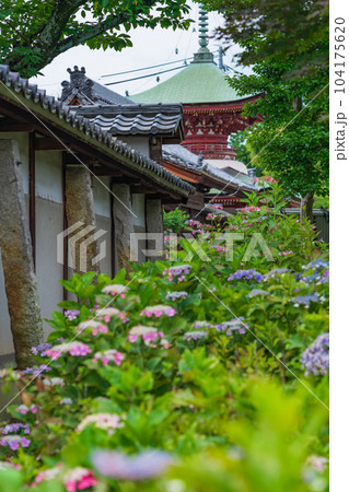 性海寺、満開のあじさい〈愛知県稲沢市〉 性海寺、満開のあじさい〈愛知県稲沢市〉 104175620