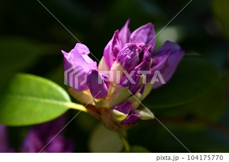 beautiful lilac rhododendron buds blossom with sun ray. extreme macro shot. art shot with selective focus and blurs beautiful lilac rhododendron buds blossom with sun ray. extreme macro shot. art shot with selective focus and blurs 104175770