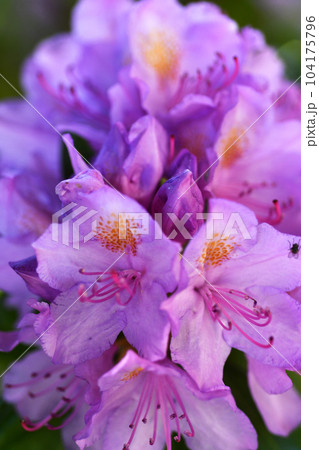 beautiful lilac rhododendron flowers  blossom.  macro shot. 104175796