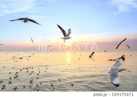seagulls flying above the sea at beautiful sunset time with a twilight scene. 104175871