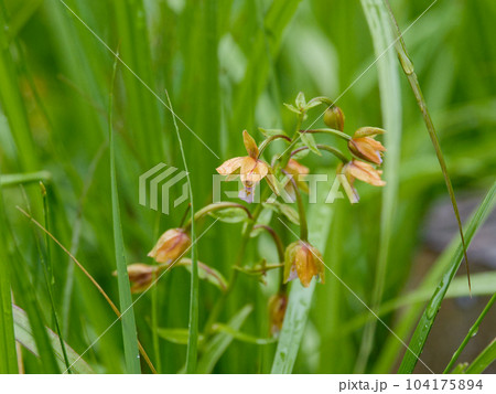 ラン科カキランの開花 ラン科カキランの開花 104175894