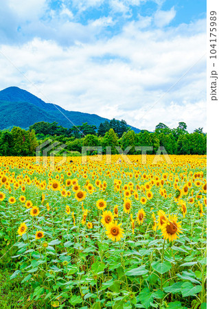 南昌山とひまわり畑 104175989