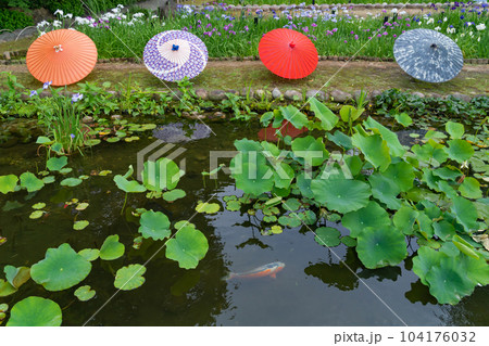 徳川園、満開の花菖蒲と和傘〈愛知県名古屋市〉 徳川園、満開の花菖蒲と和傘〈愛知県名古屋市〉 104176032