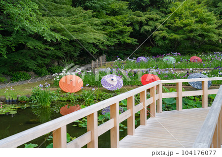 徳川園、満開の花菖蒲と和傘〈愛知県名古屋市〉 徳川園、満開の花菖蒲と和傘〈愛知県名古屋市〉 104176077