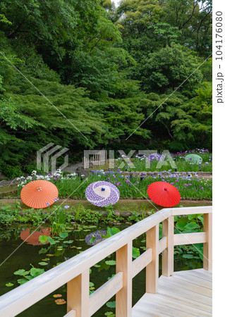 徳川園、満開の花菖蒲と和傘〈愛知県名古屋市〉 徳川園、満開の花菖蒲と和傘〈愛知県名古屋市〉 104176080