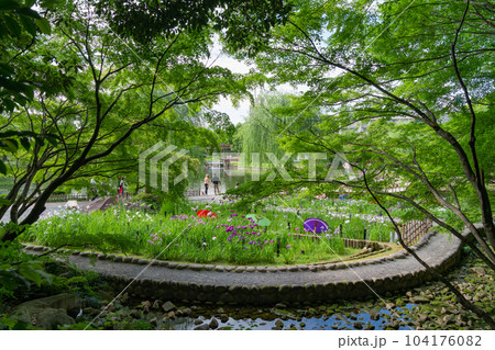 徳川園、満開の花菖蒲と和傘〈愛知県名古屋市〉 104176082