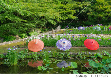 徳川園、満開の花菖蒲と和傘〈愛知県名古屋市〉 徳川園、満開の花菖蒲と和傘〈愛知県名古屋市〉 104176085
